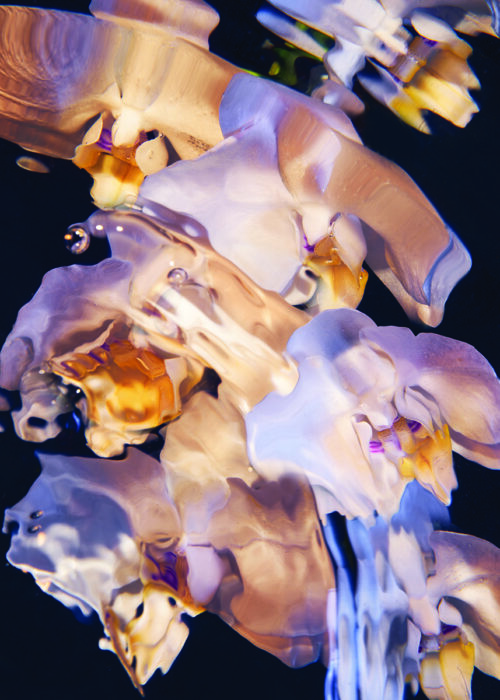 Flora Aquatica 01 by Stan Desjeux
